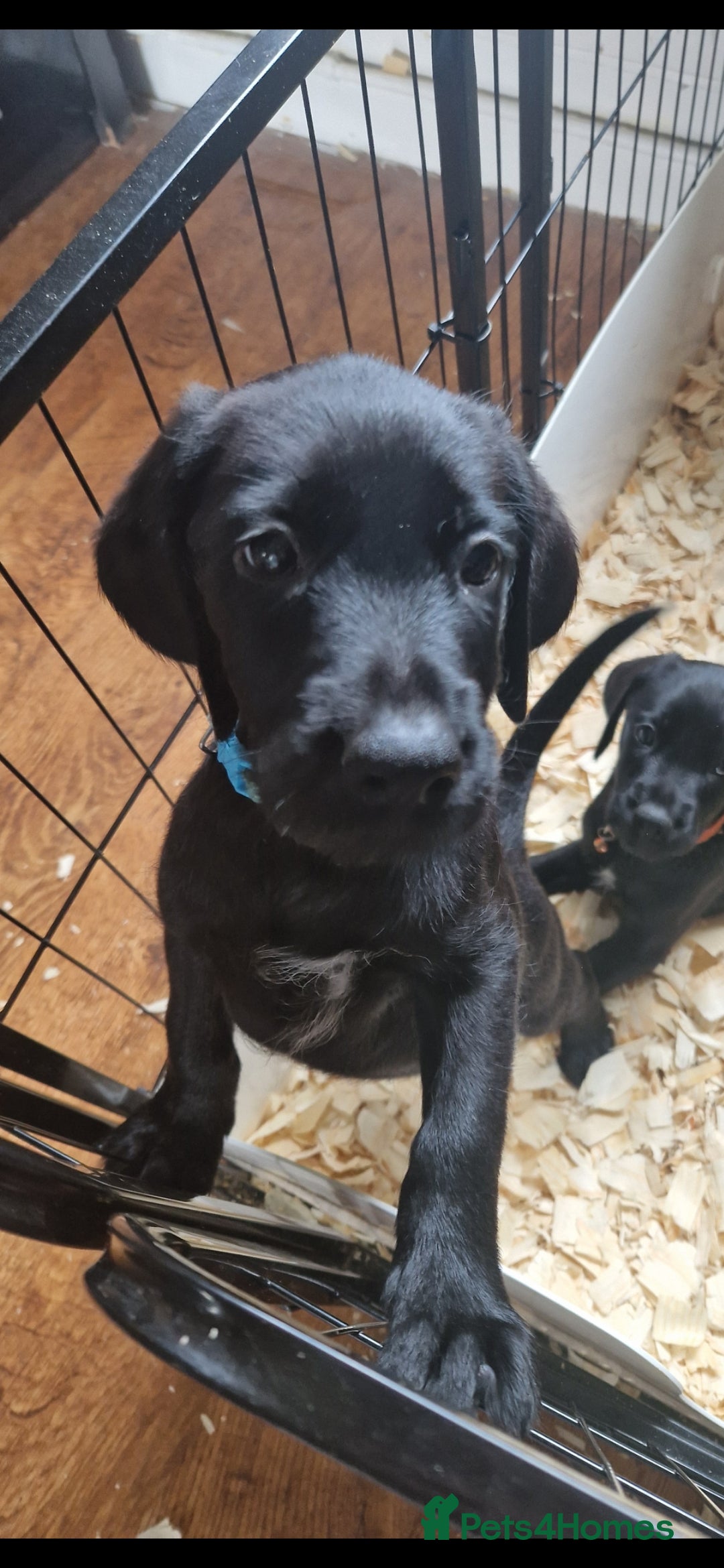 German Wirehaired Pointer dogs for sale: Stunning litter  - Image 12