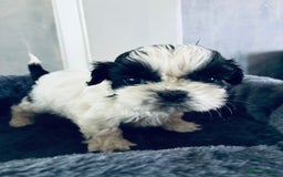 Shih Tzu dogs for sale: Shihtzu pups - Image 10