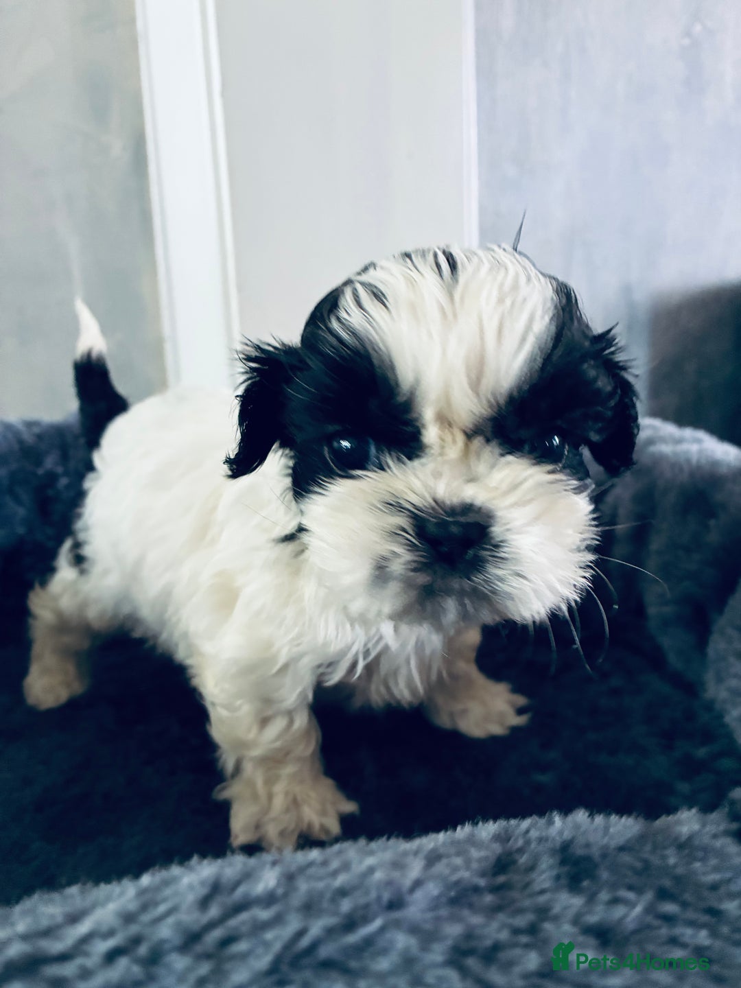 Shih Tzu dogs for sale: Shihtzu pups - Image 10