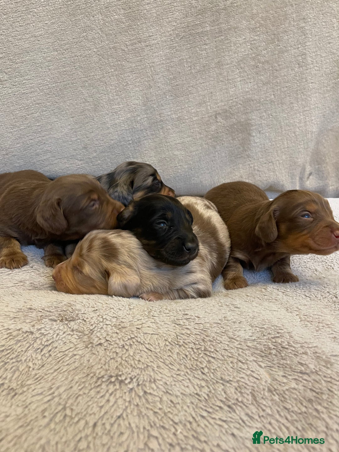 Dachshund dogs for sale: Stunning Standard long haired Dachhound  - Advert 3