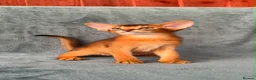 Abyssinian cats for sale: Gorgeous Abyssinian ruddy girls🤎❤️ - Advert 3