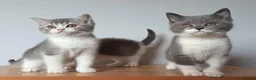 Scottish Fold cats for sale: Beautiful kittens - Advert 29