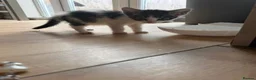 Aegean cats for sale: 4 male greek aegan kittens & 1 girl - Advert 5