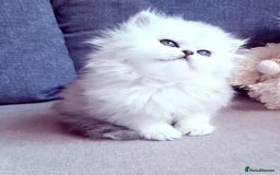 Persian cats for sale: Persian kittens  - Image 20