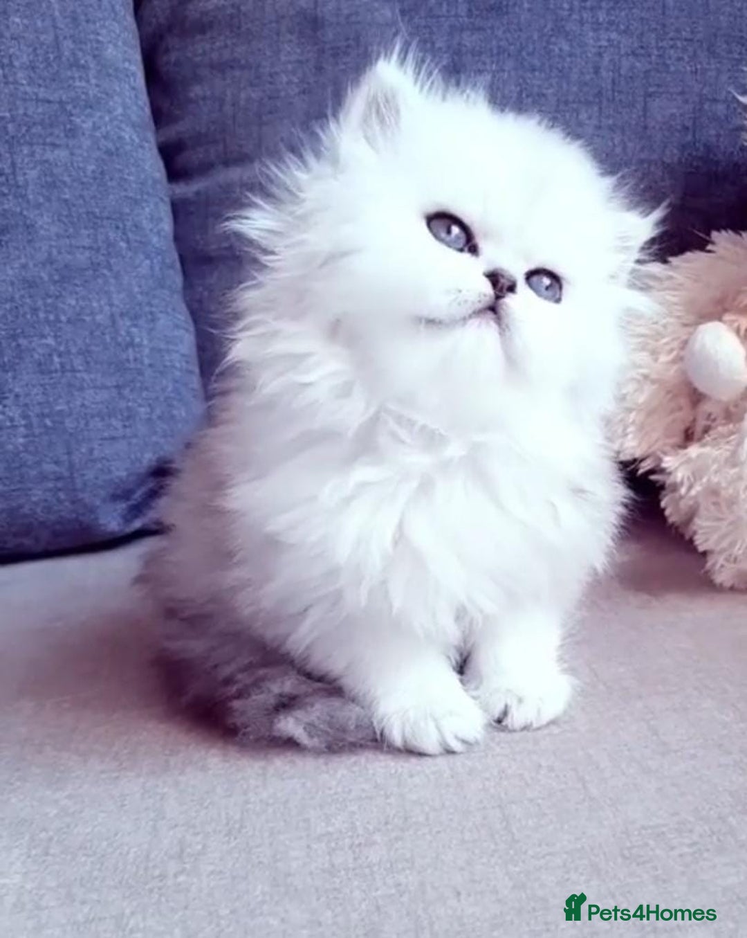 Persian cats for sale: Persian kittens  - Image 20