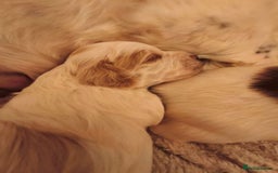 Mixed Breed dogs for sale: Gorgeous Cocker Bassett x Shichon pups  - Image 3