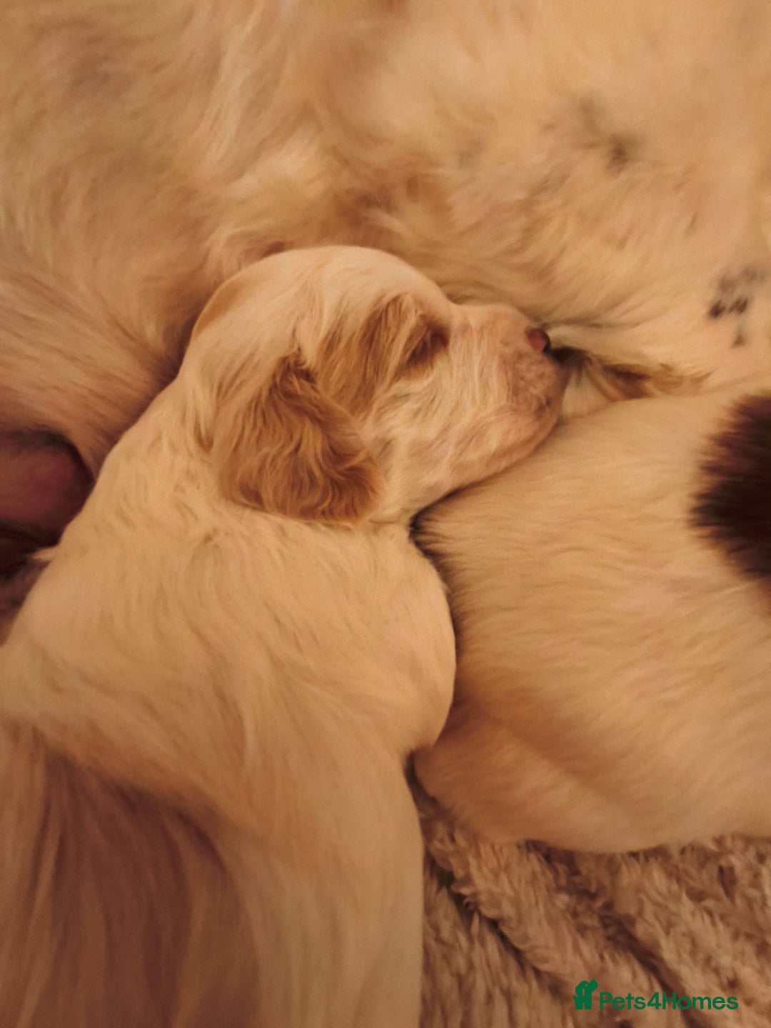 Mixed Breed dogs for sale: Gorgeous Cocker Bassett x Shichon pups  - Image 3