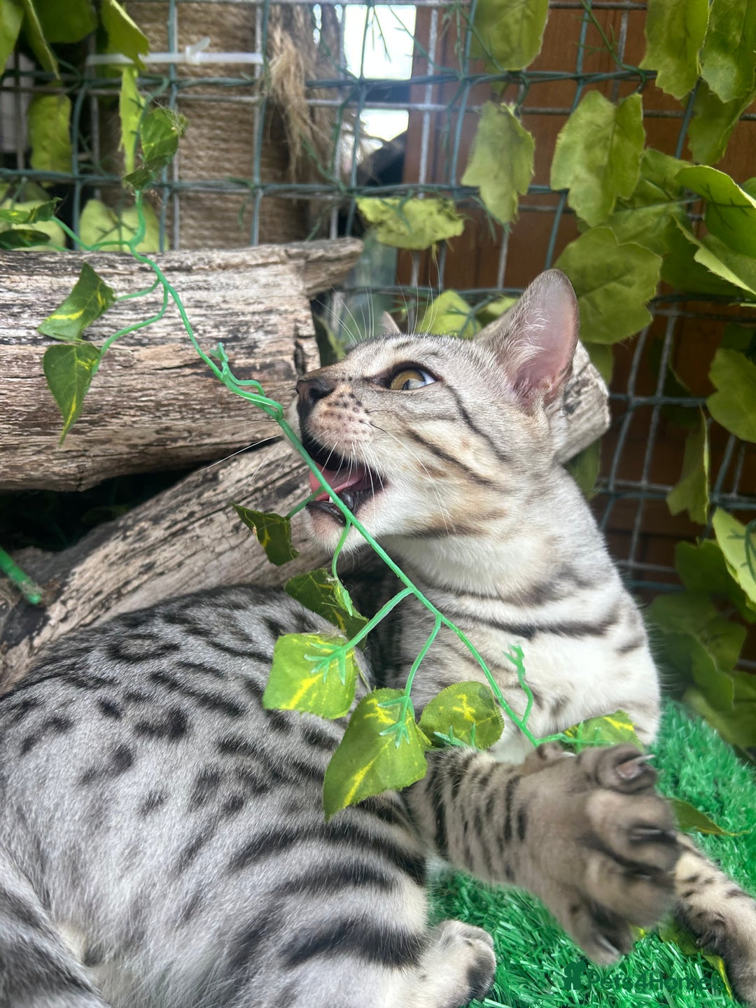 Bengal cats for sale: Unbelievably friendly TICA reg kittens  - Image 12