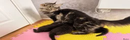 Maine Coon cats for sale: 🐈‍⬛ Maine Coon Kittens 3 Girls and 2 Boys 🐈‍⬛ - Advert 2