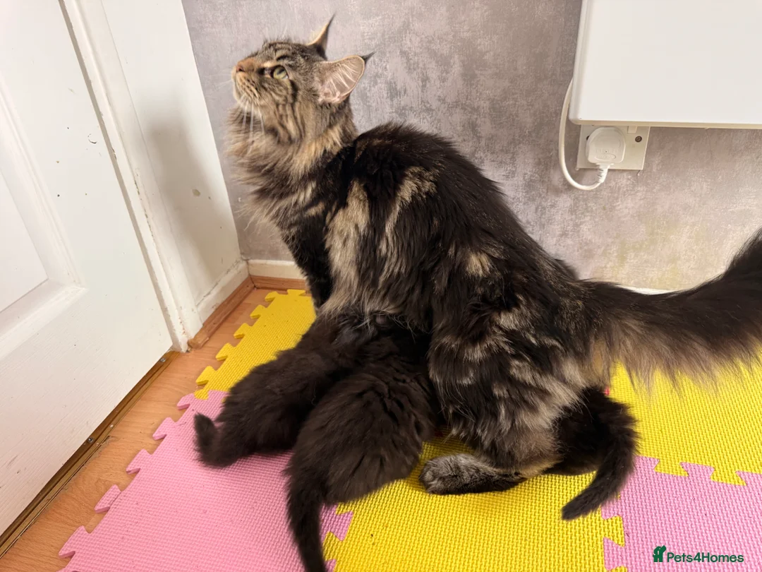 Maine Coon cats for sale: 🐈‍⬛ Maine Coon Kittens 3 Girls and 2 Boys 🐈‍⬛ - Advert 2