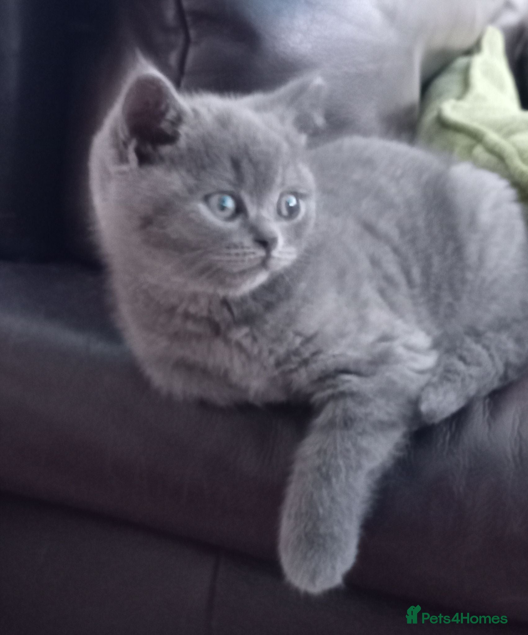 British Shorthair cats Gorgeous British short-hair kittens  - Advert 12