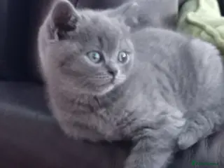 British Shorthair cats Gorgeous British short-hair kittens - Advert 12