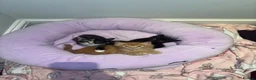 Mixed Breed cats for sale: Mixed breed kittens for sale  in Egham - Advert 10