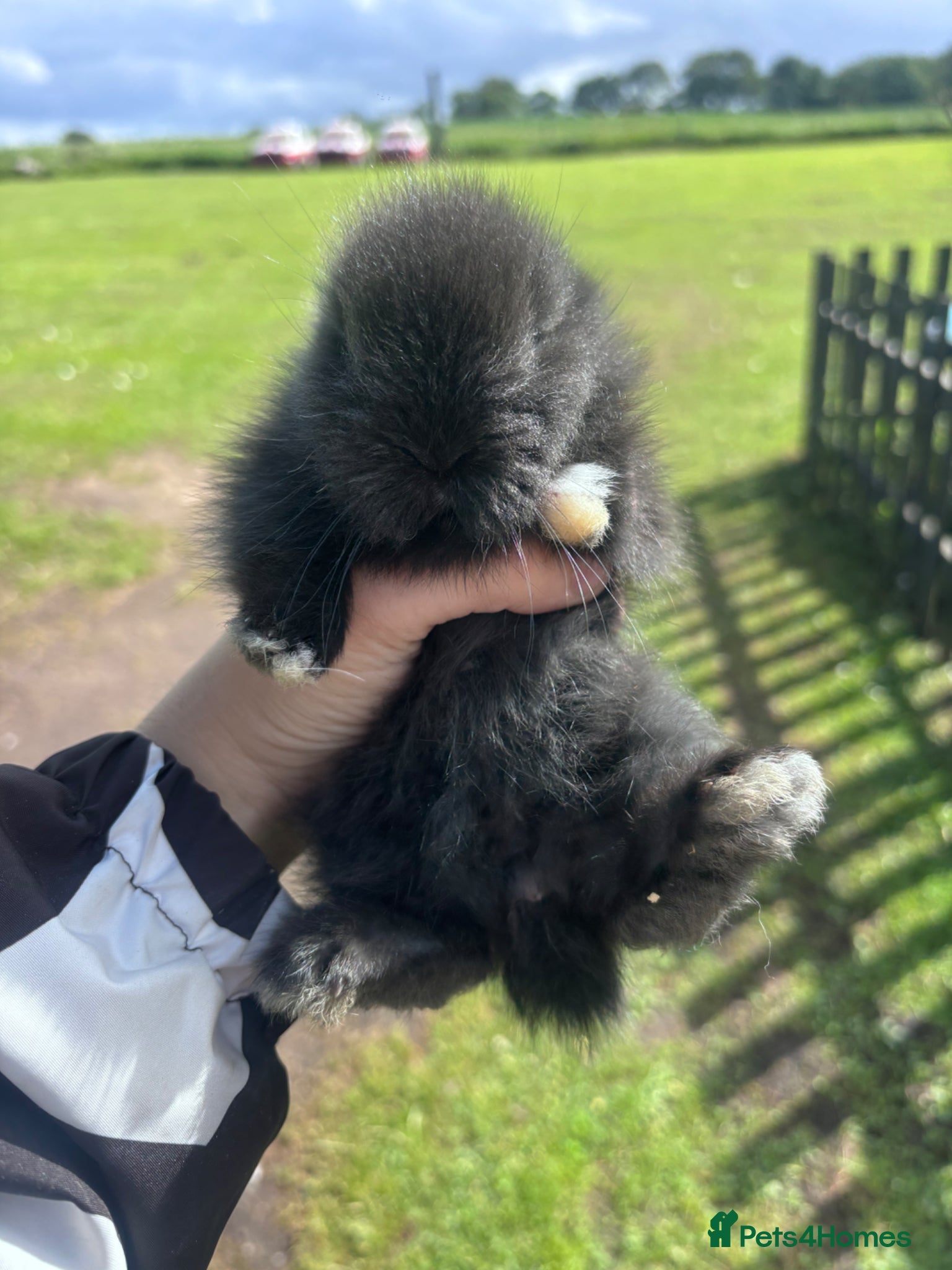 Lionhead rabbits for sale: Stunning lion head bunnies for sale  - Advert 11
