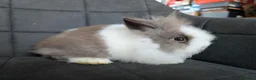 Lionhead rabbits for sale: Fluffy BE Lionhead Rabbits for Sale  - Advert 20
