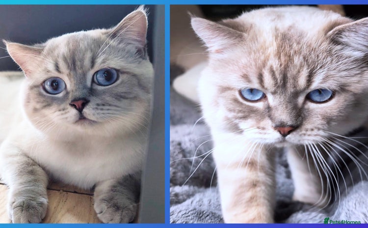 British Shorthair cats in London - Advert 9