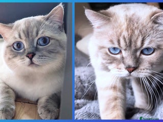 British Shorthair cats in London - Advert 31