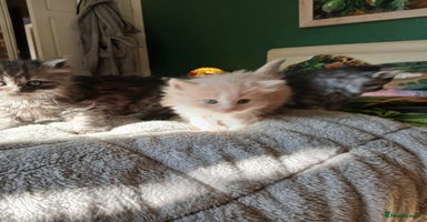 Mixed Breed cats - Advert 4