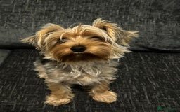 Yorkshire Terrier dogs for sale: MINIATURE YORKSHIRE TERRIER - Image 3