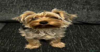 Yorkshire Terrier dogs - Advert 16