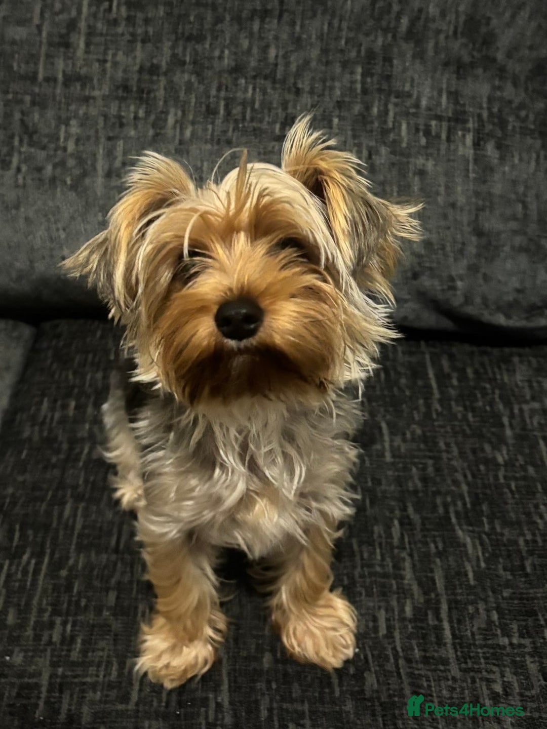 Yorkshire Terrier dogs for sale: MINIATURE YORKSHIRE TERRIER - Image 3