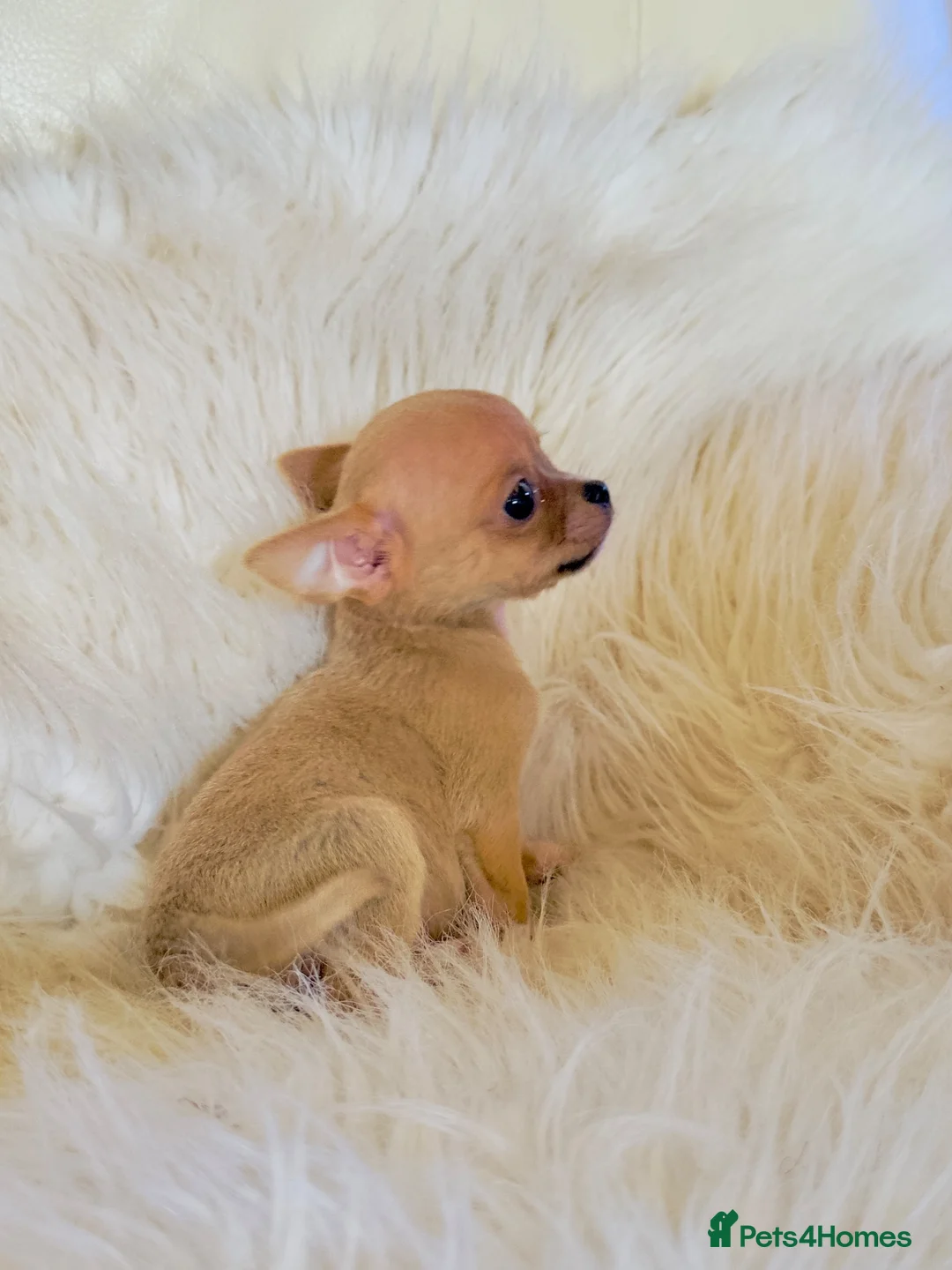Chihuahua dogs for sale: 3 Male Extra Extra Small Chihuahua pups - Advert 1