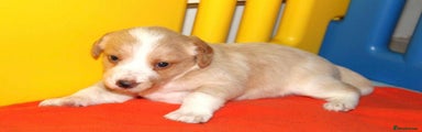 Cockerdor Puppy 2
