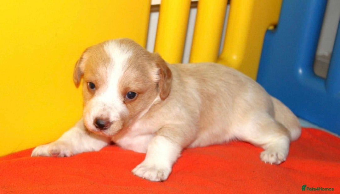 Cockerdor dogs for sale: Lovely Cockerdor puppies for sale  - Advert 10