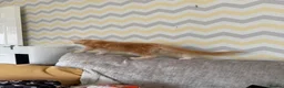 Maine Coon cats for sale: XL TICA Maine coon kittens - Advert 19
