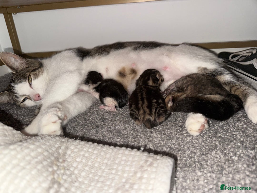 Brazilian Shorthair cats for sale: Gorgeous Brazilian short hair kittens - Image 14