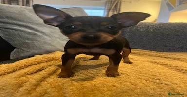 Miniature Pinscher dogs - Advert 8
