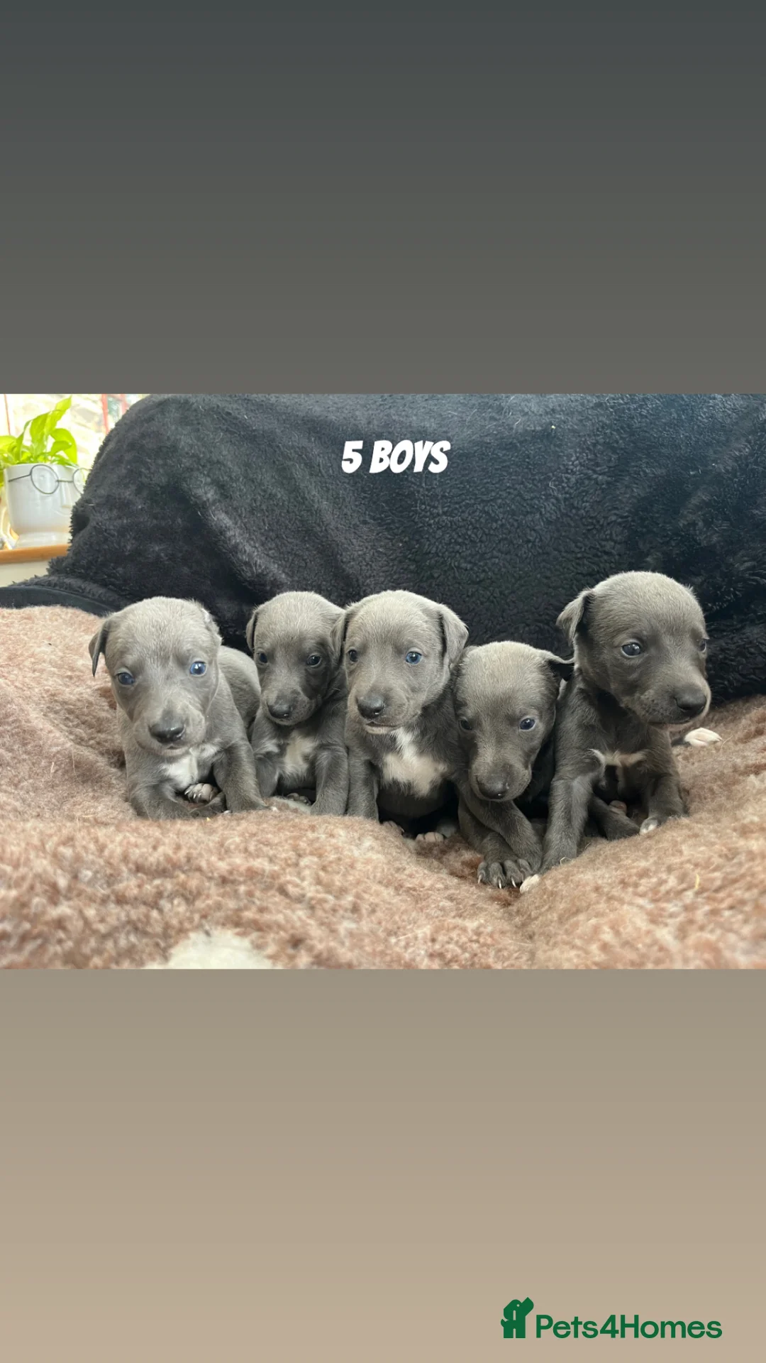 Whippet dogs for sale: ✨Beautiful whippet puppies✨ in Leek - Advert 7
