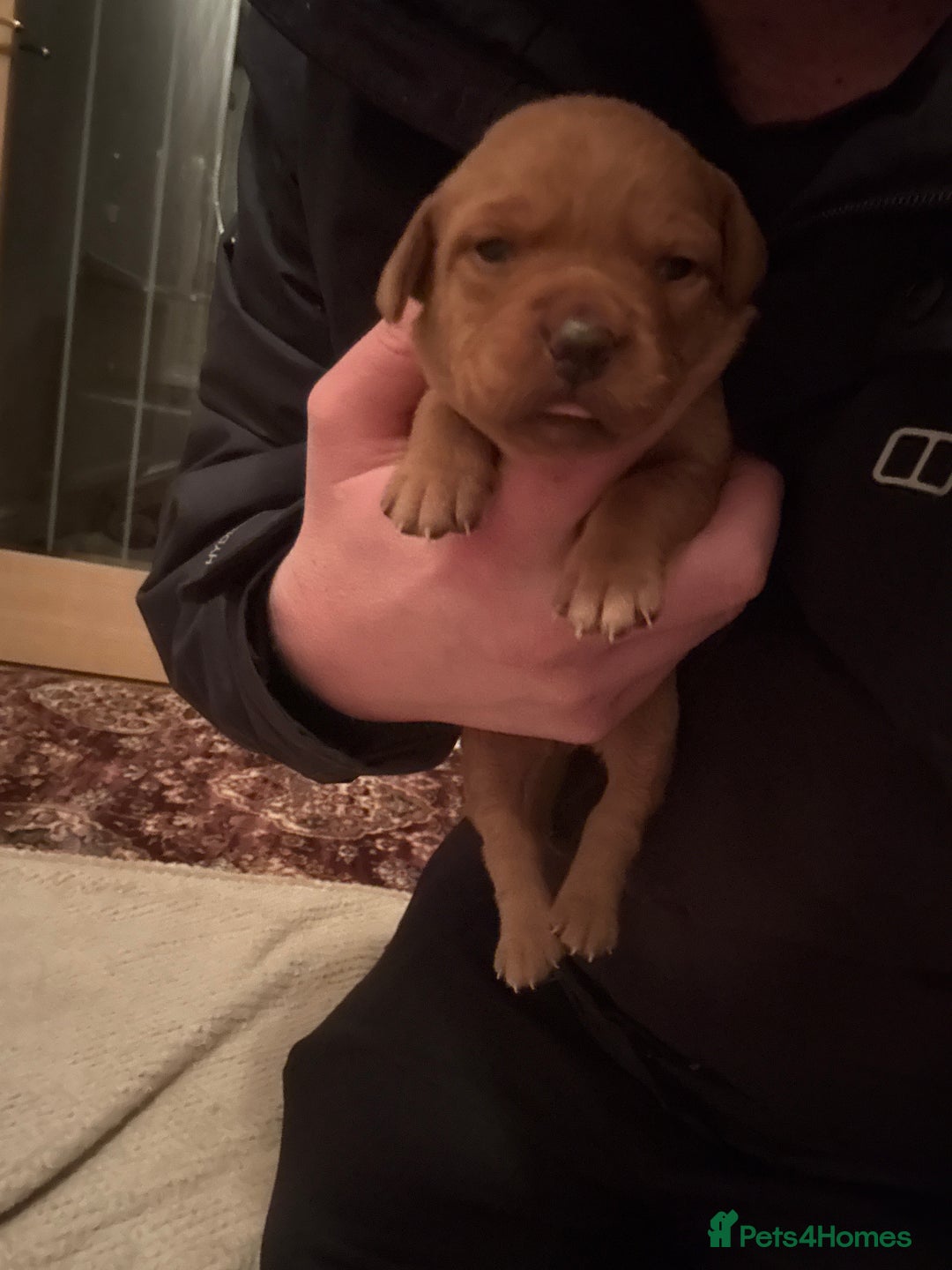 Labrador Retriever dogs for sale: Stunning kc fox red Labrador puppies  - Advert 4
