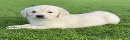 Golden Retriever dogs for sale: Gorgeous chunky golden retriever puppies - Advert 3