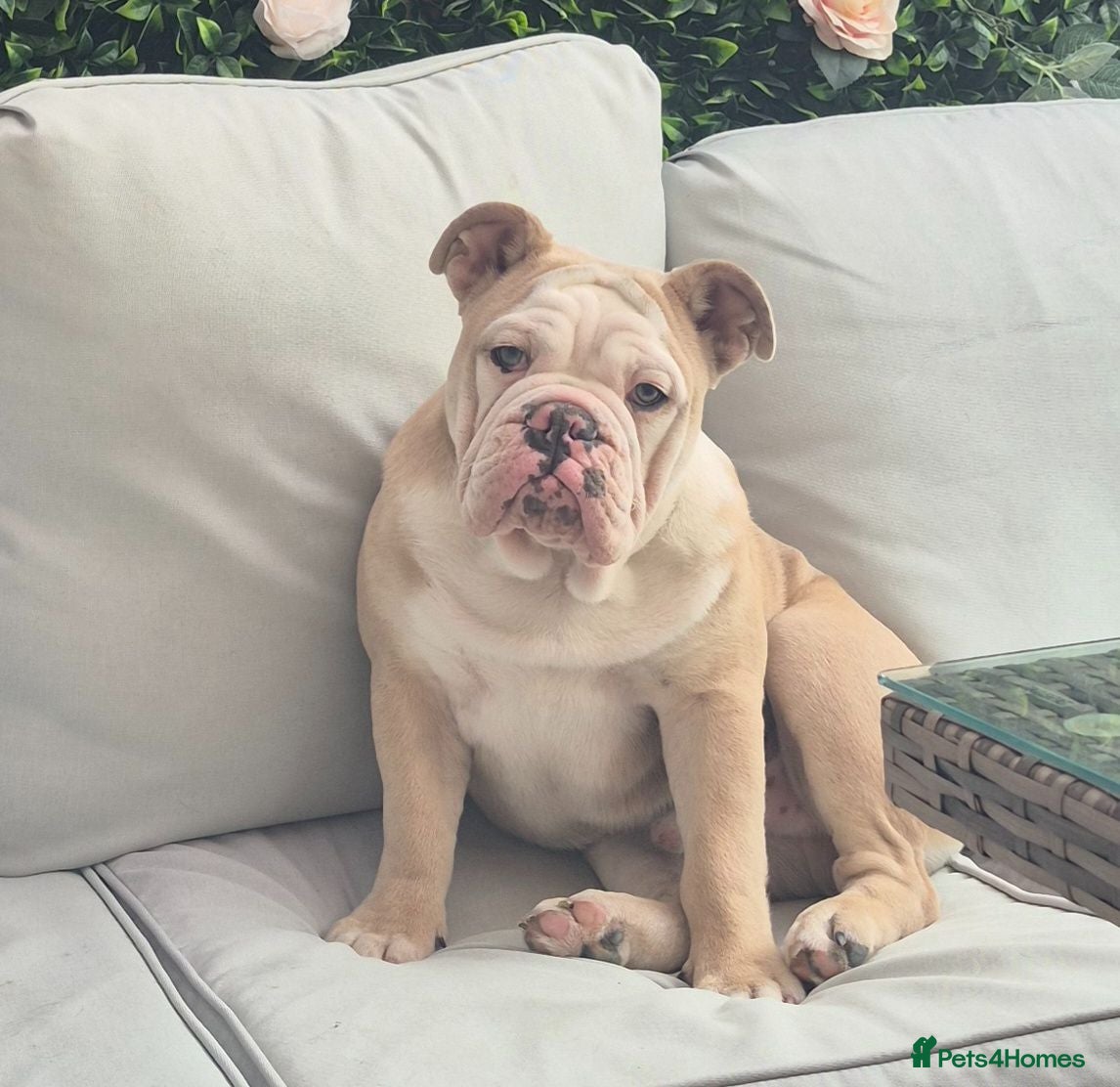 English Bulldog dogs Bruce the bull dog male 🐶 - Advert 7