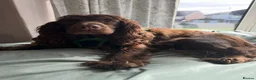 Cocker Spaniel dogs for sale: Beautiful Cocker Spaniel puppies  in Sheffield - Advert 4