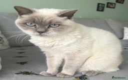 British Shorthair cats for sale: Tailless spayed female  - Image 2