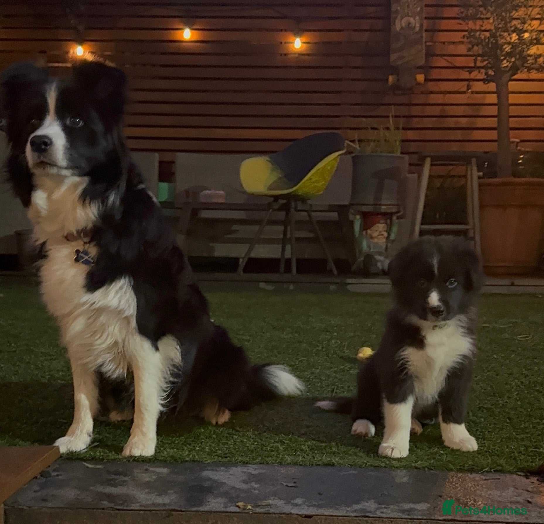 Border Collie dogs Border Collie puppies for sale - Advert 1