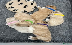 Maltipoo dogs for sale: 5 Gorgeous F1 Maltipoo Puppies *4 Girls Available* - Image 1