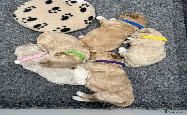 Maltipoo dogs - Advert 1