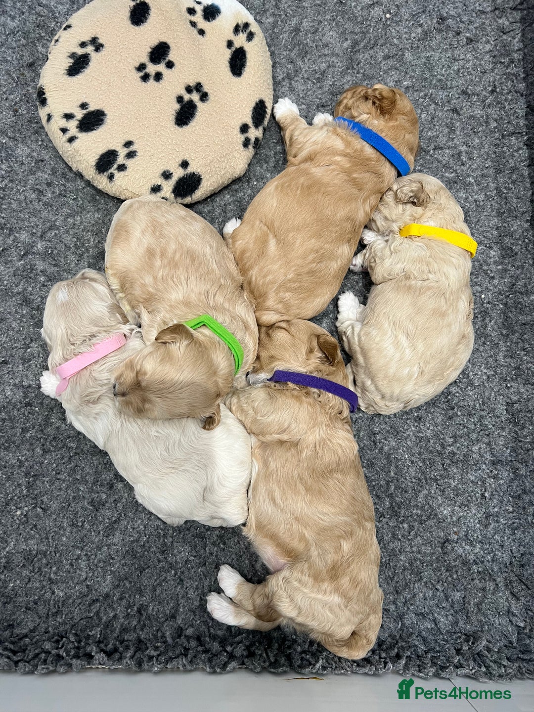 Maltipoo dogs for sale: 5 Gorgeous F1 Maltipoo Puppies *4 Girls Available* - Image 1