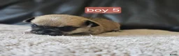 Chihuahua dogs for sale: 5 chiuaua baby boys - Advert 9