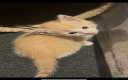 Domestic Shorthair cats for sale: 4 beautiful kittens looking for homes 🏡🥰 - Image 5