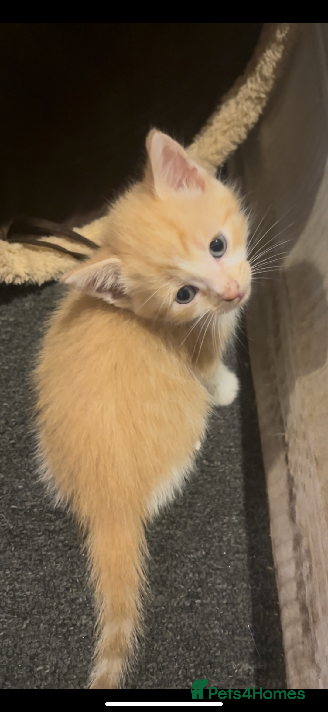 Domestic Shorthair cats for sale: 4 beautiful kittens looking for homes 🏡🥰 - Image 5