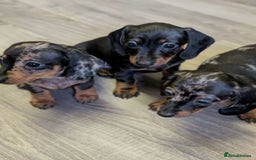 Miniature Dachshund dogs for sale: Dachshund Short Haired Puppies - Image 2