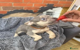 French Bulldog dogs for sale: French Bulldog Puppies - Image 23