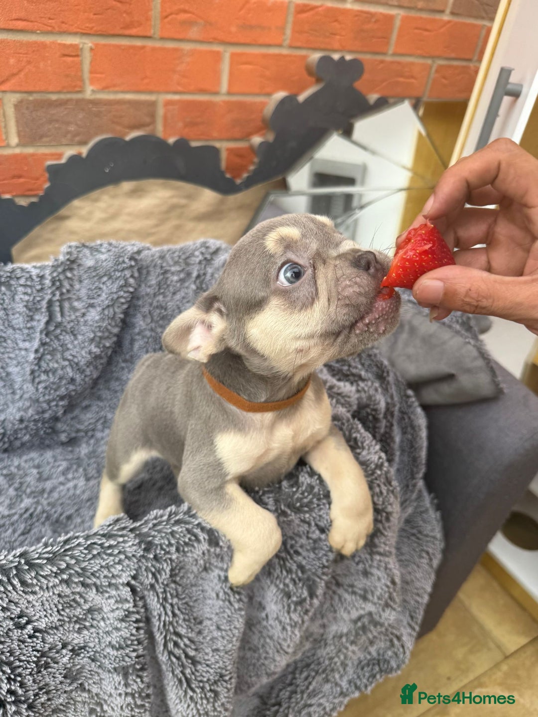 French Bulldog dogs for sale: French Bulldog Puppies - Image 23