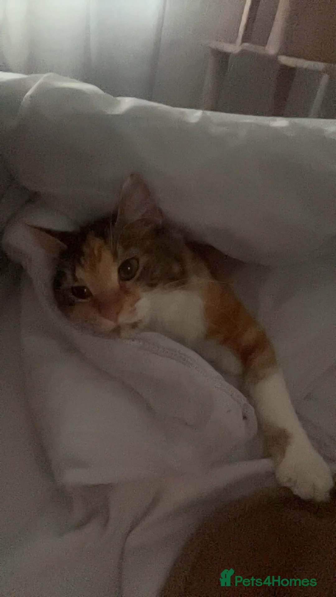 Ragdoll cats for sale: beautiful calico tabby for sale - Advert 1