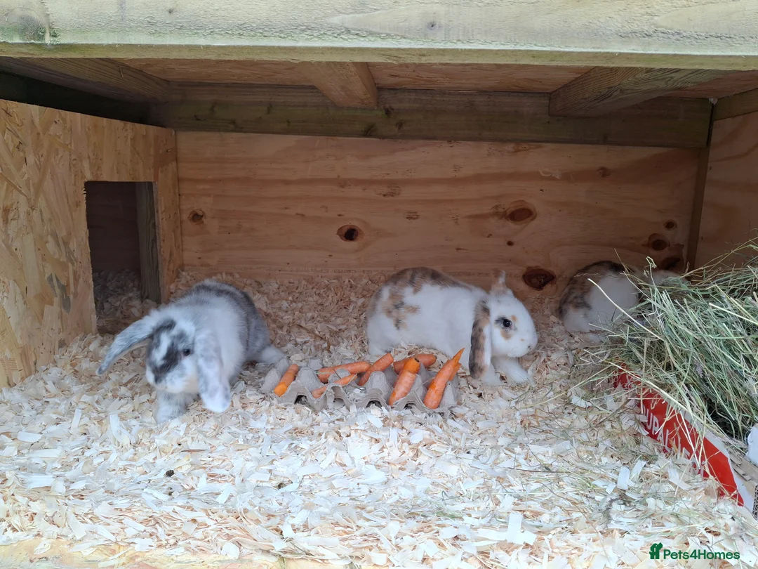 Mini Lop rabbits for sale: Young lop bunnies  - Advert 1