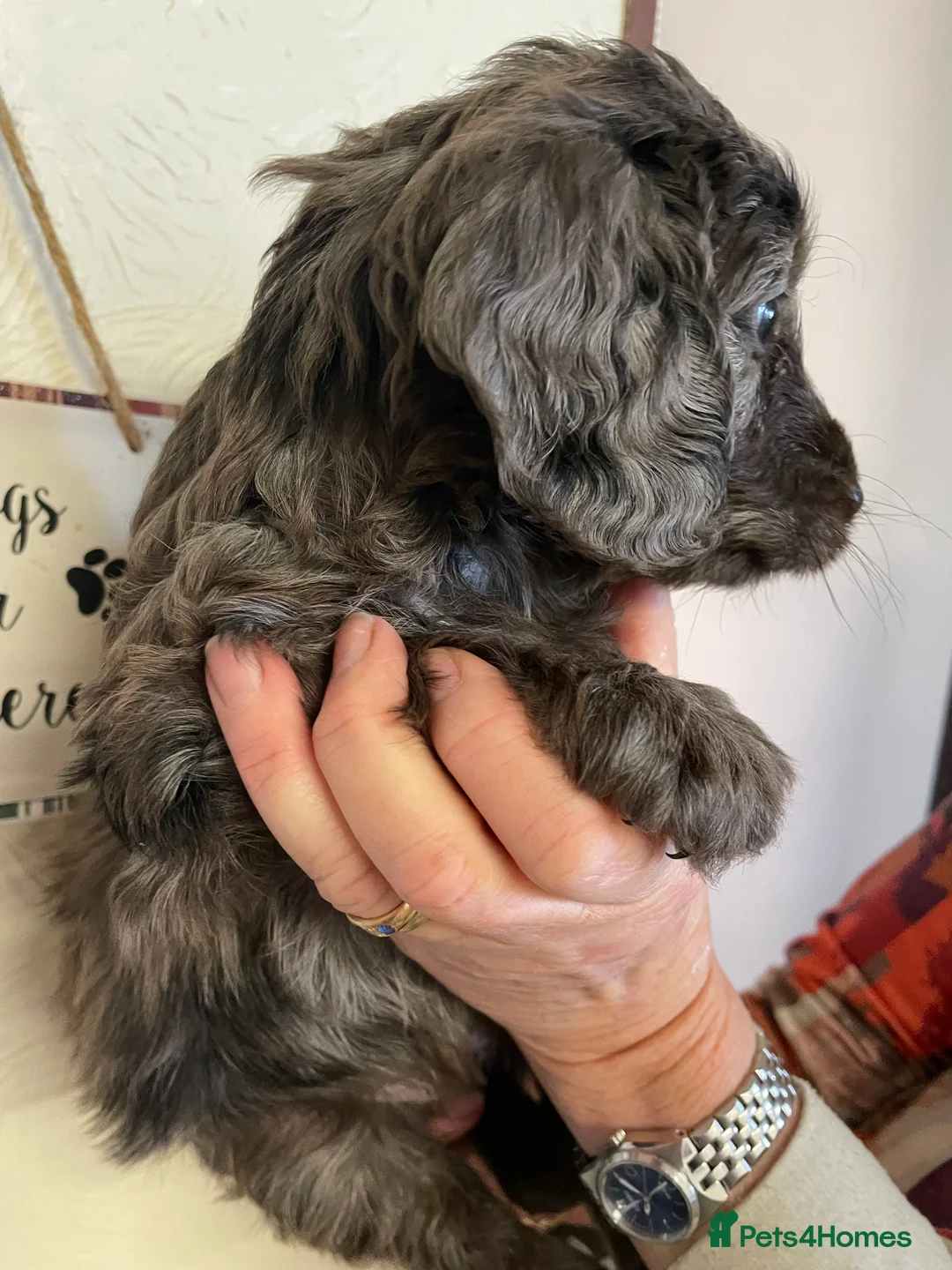 Cockapoo dogs for sale: QUALITY COCKERPOO PUPS .HEALTH TESTED 5 star  - Advert 5